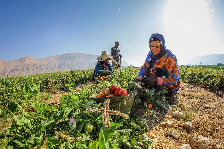 زنان کشاورز جنوب؛ از دستمزد پایین تا مشکلات سلامت/ خشکسالی در کمین/ «برخی کشاورزان معتقدند اتباع بهتر و بیشتر کار می کنند»