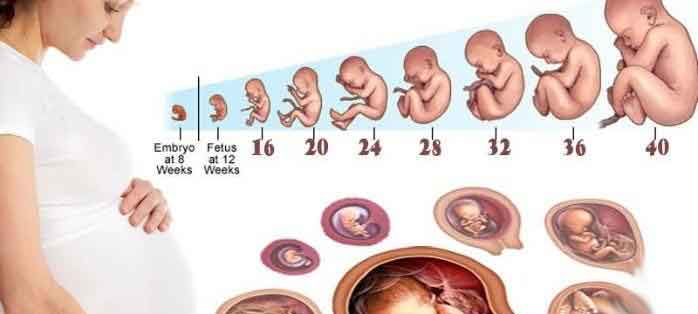 تقسیم بندی هفته ها و ماههای بارداری