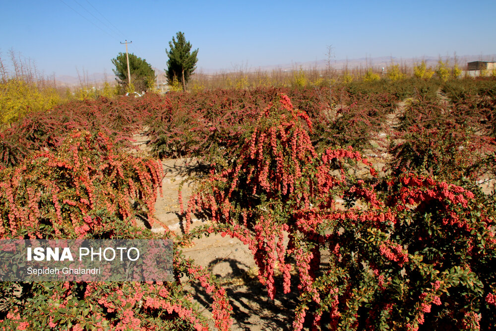 خطر نابودی درخت زرشک بی دانه/پسته جای «گنج طلایی طبیعت» می نشیند