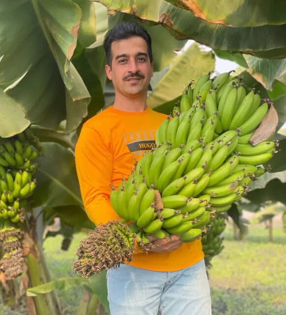 کارآفرینی دانشجوی خلاق گنبدی با پرورش میوه های استوایی