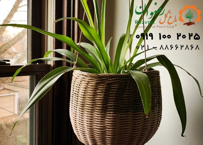 آپارتمان نحوه قرارگیری گیاهان آپارتمانی در منزل