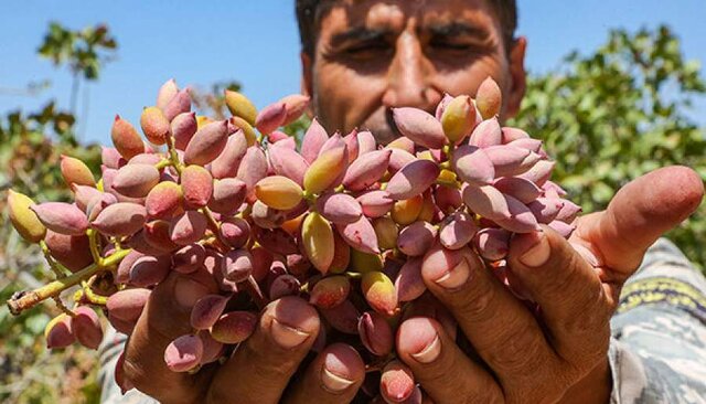 طلای سبز ایران؛ جواهری در باتلاق مشکلات