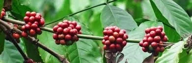قهوه دانه قهوه روبوستا