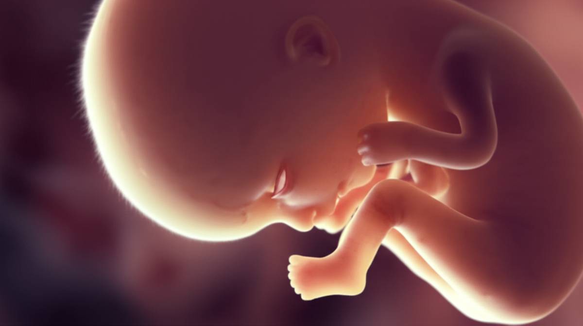 جنین دوماهه چه شکلی است؟ + عکس و جزئیات رشد
