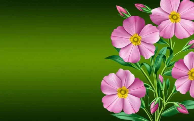 کپسول روغن گل مغربی ای پی اُ باریج | ویژگی ها و فواید