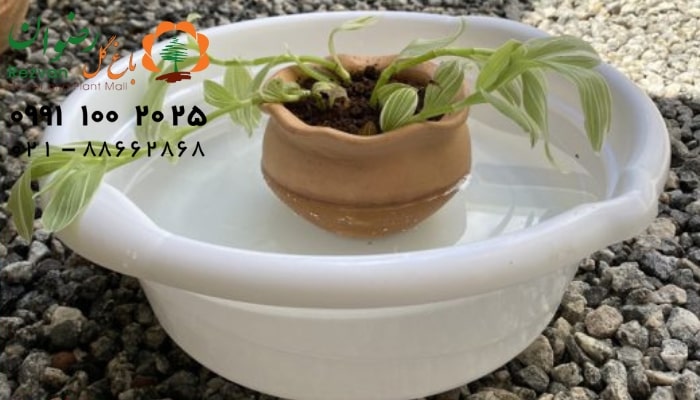 نحوه آبیاری گیاهان از کف چگونه است؟ | راهنمای کامل آبیاری زیرگلدانی