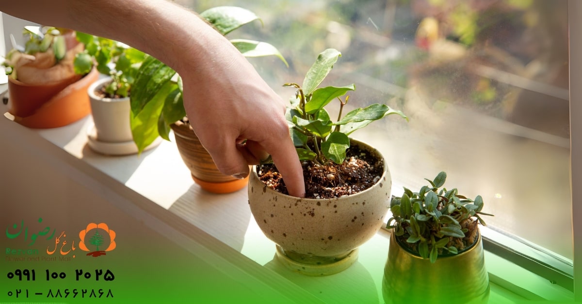 گل | گلدان نحوه آبیاری گیاهان از کف چگونه است؟ | راهنمای کامل آبیاری زیرگلدانی
